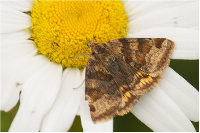 bruine Daguil - Euclidia glyphica