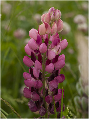 vaste Lupine - Lupinus polyphyllus