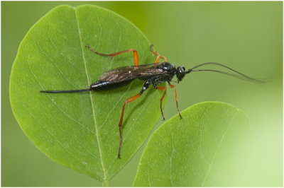 Sluipwesp - Ichneumonoidea spec