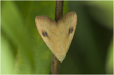 Stro-uiltje - Rivula sericealis