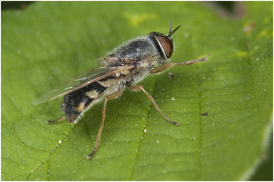 Grote moeraswapenvlieg - Odontomyia ornata
