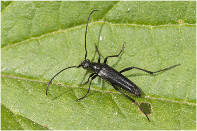grote zwarte Smalboktor - Leptura aethiops   