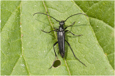 grote zwarte Smalboktor - Leptura aethiops 