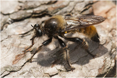 gele Hommelroofvlieg - Laphria flava