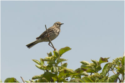 Graspieper - Anthus pratensis