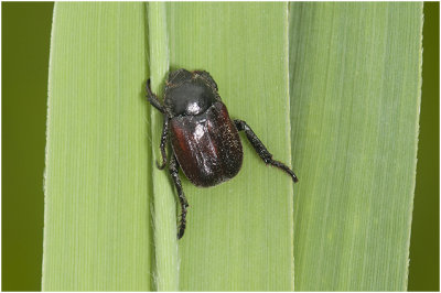 Meelbloemkever - Hoplia philanthus