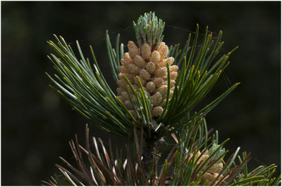 Den - Pinus
