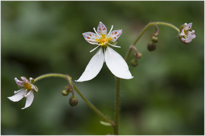 Moederplantje - Saxifraga stolonifera 