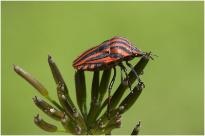 Pyjamawants - Graphosoma lineatum