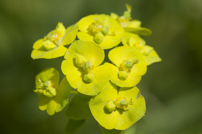 Heksenmelk - Euphorbia esula