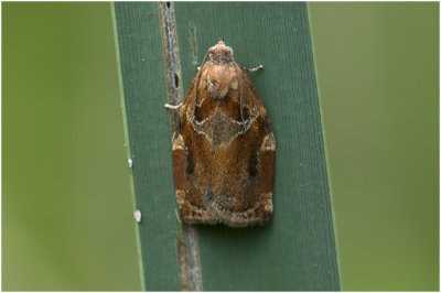 Gevlamde bladroller - Archips xylosteana