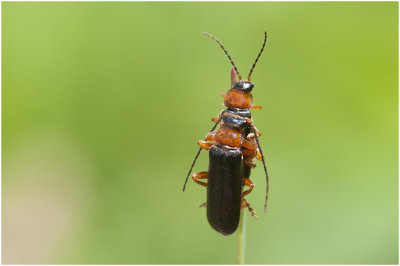 zwart Soldaatje - Cantharis pellucida