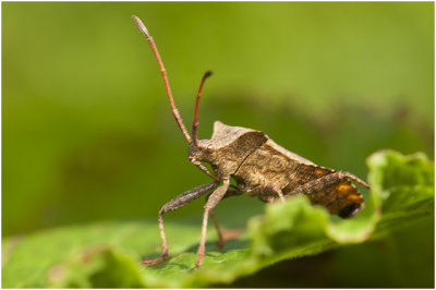 Zuringwants - Coreus marginatus