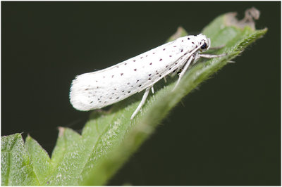 Vogelkersstippelmot - Yponomeuta evonymella