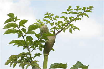 grote Engelwortel - Angelica archangelica 