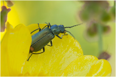 Roodtipbasterdweekschildkever -Malachius bipustulatus 