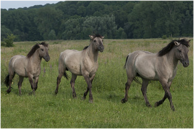 Konikspaardjes in Ingendael