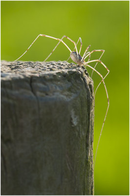 Hooiwagen - Opiliones spec.