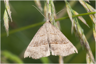 bruine Snuituil - Hypena proboscidalis