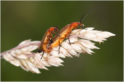 kleine rode Weekschildkever - Rhagonycha fulva