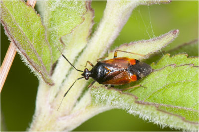 Bladwantsensoort - Deraeocoris ruber