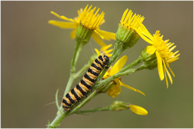 rups van sint-Jacobsvlinder - Tyria jacobaeae