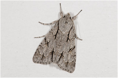 Psy uil - Acronicta psi
