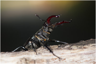 Vliegend Hert - Lucanus cervus 