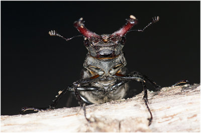 Vliegend Hert - Lucanus cervus 