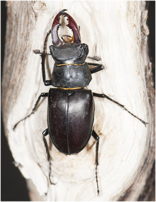 Vliegend Hert - Lucanus cervus 