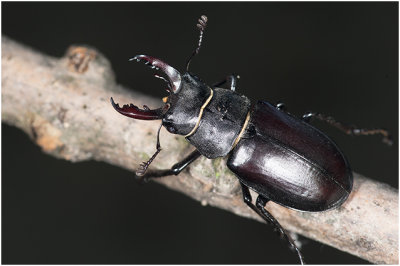 Vliegend Hert - Lucanus cervus 