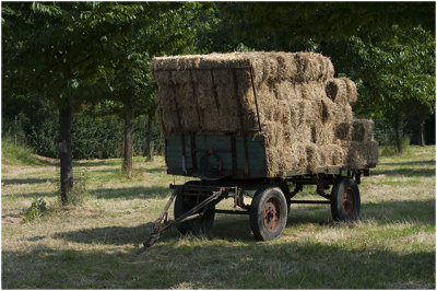 oogsttijd - harvest