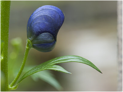 blauwe Monnikskap - Aconitum napellus