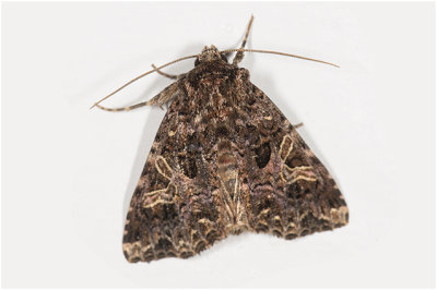 gewone Silene-uil - Hadena bicruris
