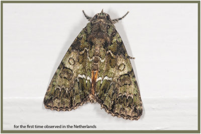 Steinder Prachtuil - groene geelvleugeluil - Polyphaenis sericata