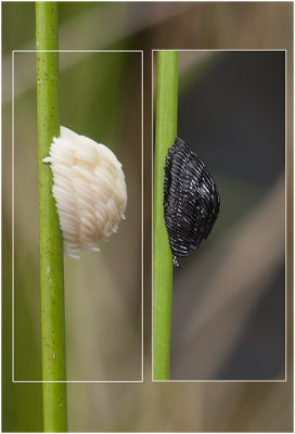 kleine Runderdaas  - Tabanus bromius