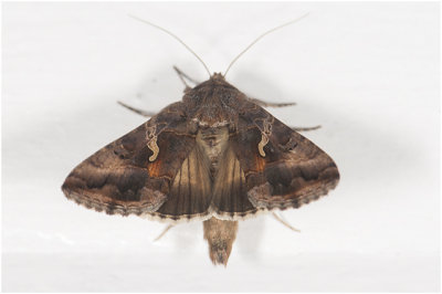 Gamma-uil - Autographa gamma