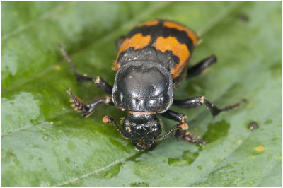 Krompootdoodgraver - Nicrophorus vespillo