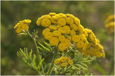 Boerenwormkruid - Tanacetum vulgare,