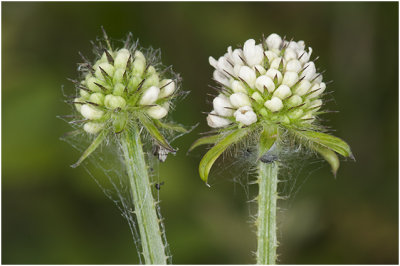 Kleine Kaardebol - Dipsacus pilosus