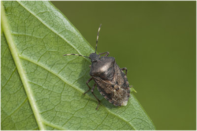 grauwe Veldwants - Rhaphigaster nebulosa