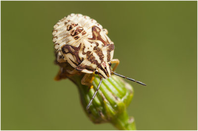 nimf van purperen Vruchtwants - Carpocoris purpureipennis
