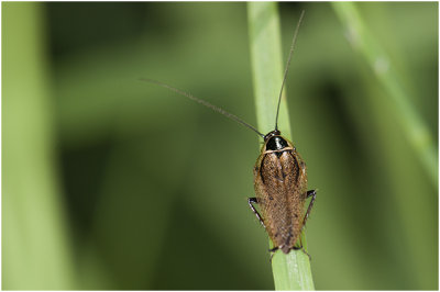 Boskakkerlak - Ectobius sylvestris - mannetje