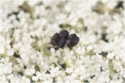 wilde Peen - Daucus carota