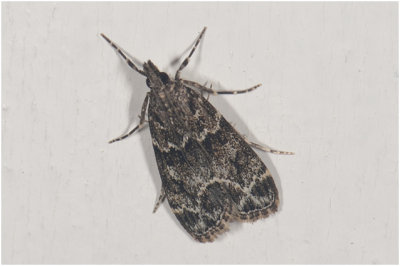 variabele Granietmot - Eudonia mercurella 