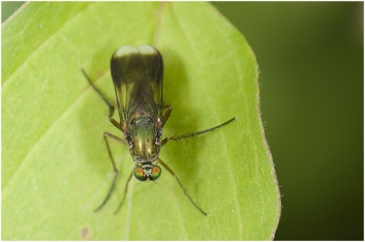 Slankpootvliegensoort - Poecilobothrus nobilitatus
