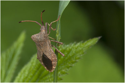 Zuringwants - Coreus marginatus