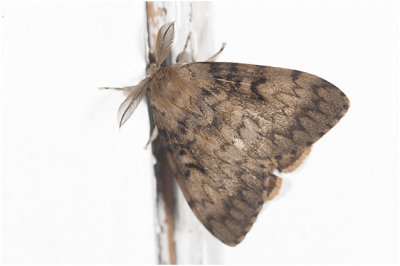 Plakker - Lymantria dispar