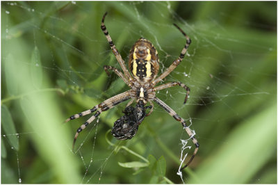 Tijgerspin - Argiope bruennichi