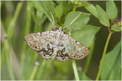 Waterleliemot - Elophila nymphaeata